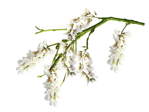 flowers-bloom-acacia-white-spring-4987898