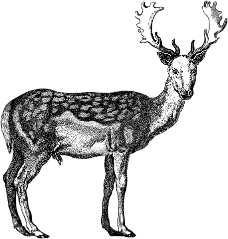 deer-buck-antlers-ruminant-mammal-5674354
