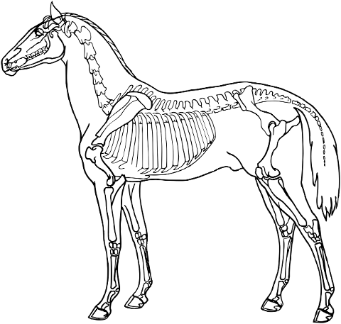 horse-animal-bones-skeleton-7337042