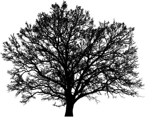 tree-landscape-silhouette-plant-5134871