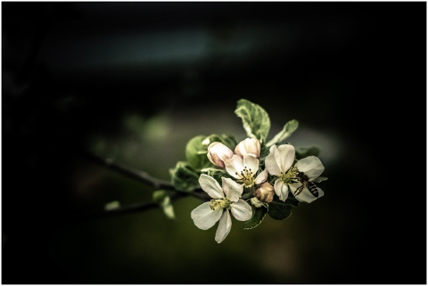 flowering-crabapple-spring-flowers-5158457