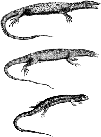 lizard-reptile-line-art-animal-5139268