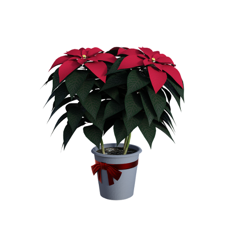 poinsettias-flowers-seasonal-4627040