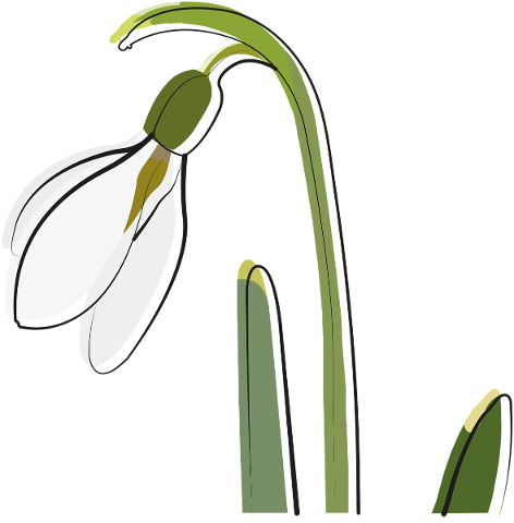 snowdrop-spring-flower-garden-4728394