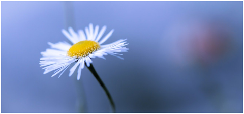 flower-blossom-bloom-white-flower-5550839