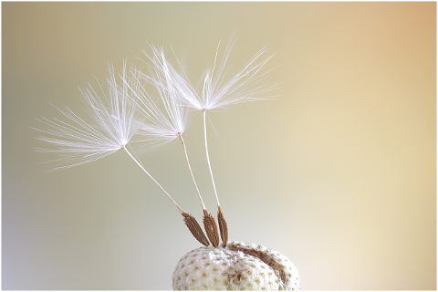 seeds-macro-dandelion-close-up-4306035