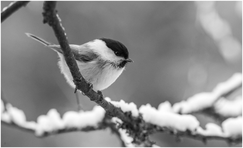 willow-tit-poecile-montanus-bird-4885880