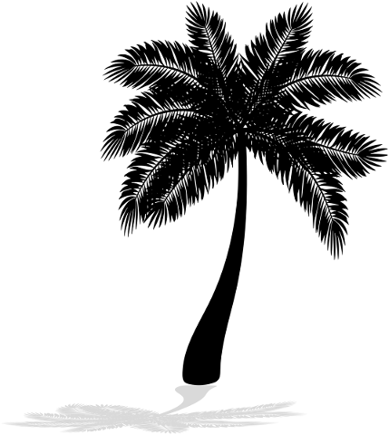 palm-tree-silhouette-palm-tree-4900843