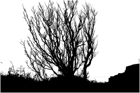 nature-tree-silhouette-wood-4750108