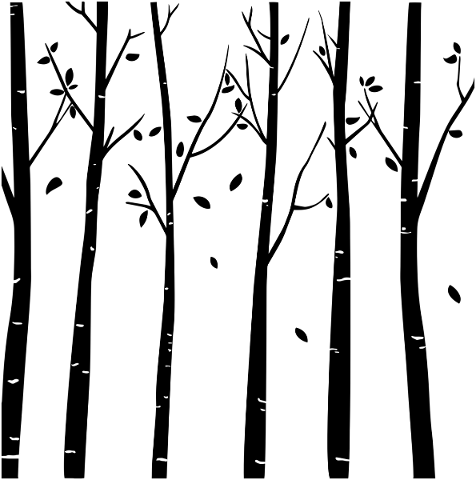 tree-silhouette-birch-leaf-tree-4712414
