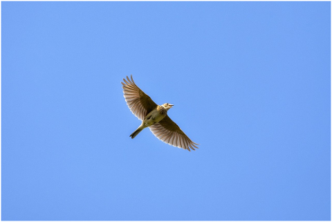 animal-sky-bird-wild-birds-lark-5049814