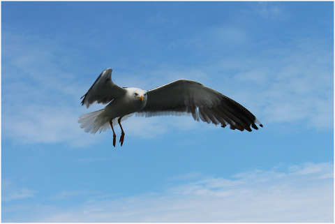 seagull-flight-seevogel-bird-4360836