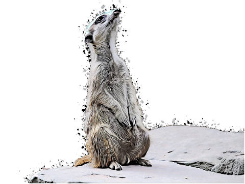meerkat-animal-nature-fur-sweet-5199997