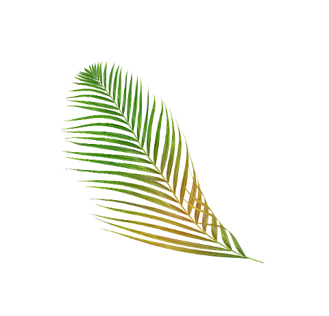 palm-leaf-leaves-green-tropical-4324138