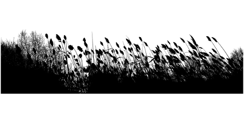 silhouette-field-meadow-grass-5569147