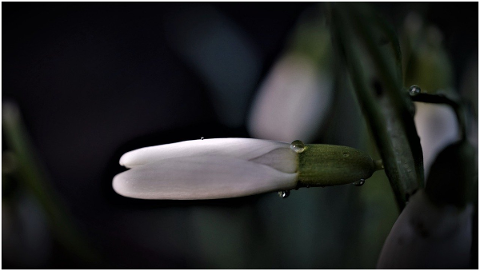 snowdrop-water-droplets-tiny-small-4817552