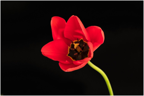 tulip-flower-spring-nature-garden-5016743