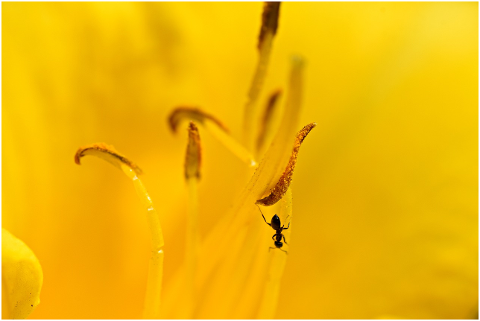 yellow-lily-flower-plant-pistil-4306090