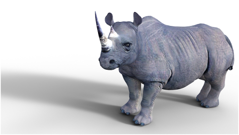 rhino-mammal-africa-nature-5056548