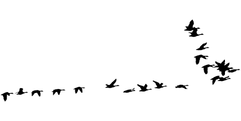 birds-silhouette-animals-flying-5216011