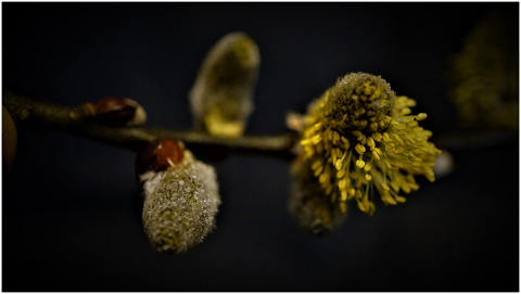 willow-catkin-dark-rainy-weather-4906421