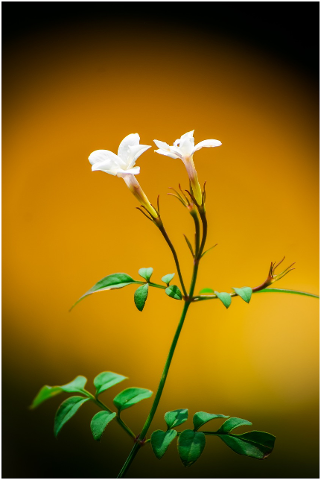 flower-yellow-white-flower-nature-4396746