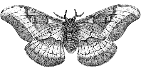 butterfly-moth-wings-insect-5660813