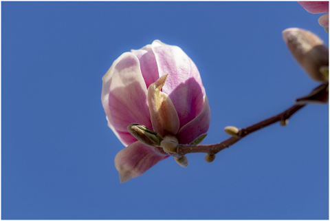 magnolia-shrub-flower-4958091