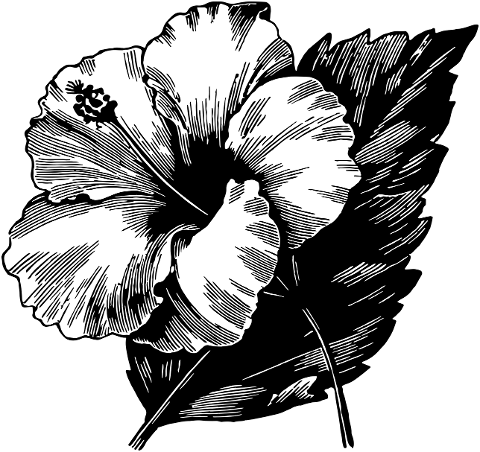 hibiscus-lineart-flower-leaf-4109180