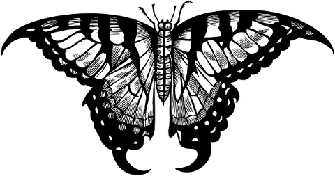 butterfly-insect-line-art-animal-5206977