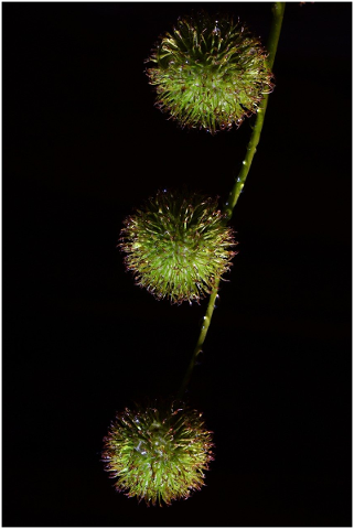 plane-tree-fruit-forest-summer-5191574