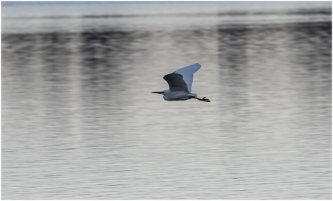 egret-in-flight-flying-egret-egret-4665657