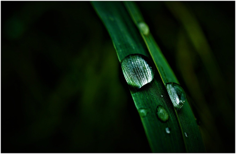 blade-of-grass-drop-of-water-5125911