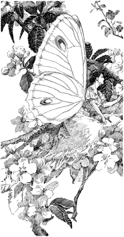 butterfly-girl-line-art-fairy-5208089