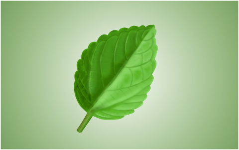 leaf-plant-green-natural-nature-4651088