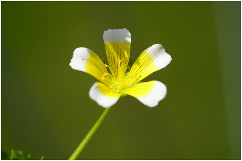 blossom-bloom-flower-white-yellow-4765536