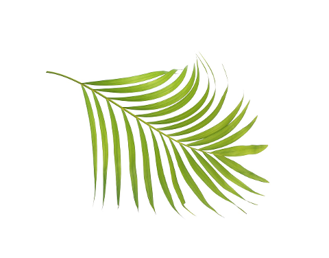 palm-leaf-leaves-green-tropical-4284596