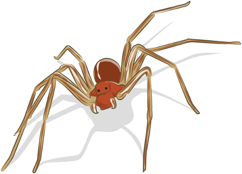 spider-arachnid-animal-arthropod-5796569
