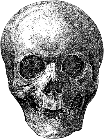 skull-head-cranium-spooky-line-art-5650195