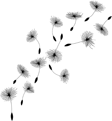 flying-dandelions-dandelion-seeds-4716287