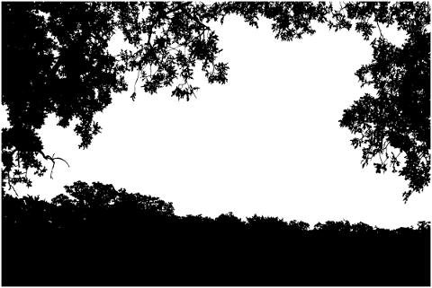 forest-trees-silhouette-branches-5188709