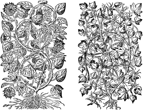 plant-flowers-line-art-roots-5142667