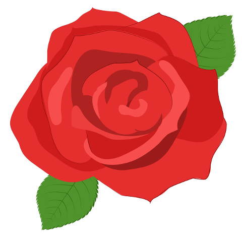 rose-flower-vector-beauty-romance-4298719
