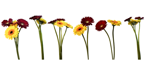 gerbera-flowers-natural-petal-4987269