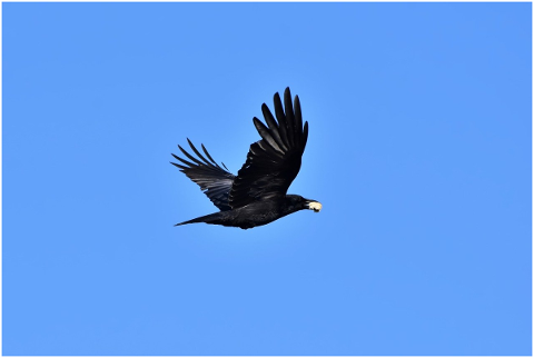 raven-crow-raven-bird-common-raven-4843060