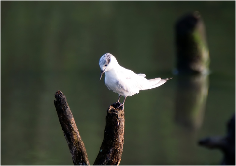 little-tern-perch-tree-branch-4495250