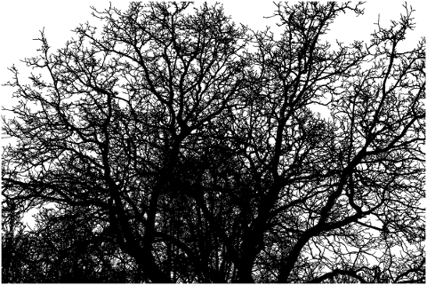 forest-trees-silhouette-branches-5208053