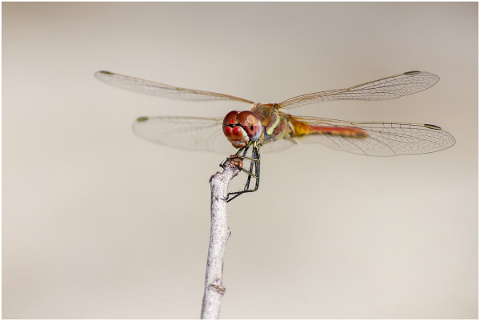 red-veined-dropwing-4837697