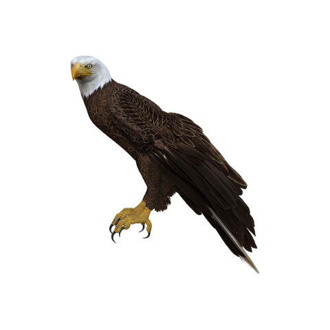 bald-eagle-perched-wings-feathers-4681329