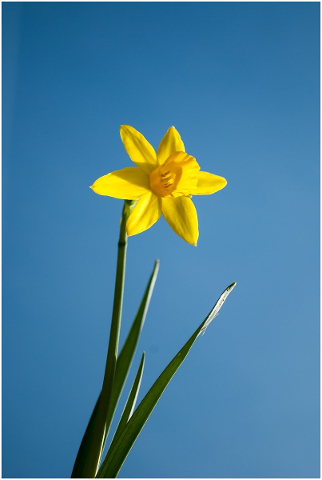 narcis-flower-spring-yellow-garden-4966331